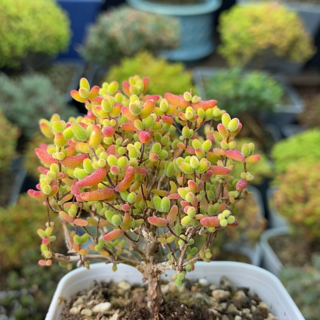 0814蜜橘糖球 。