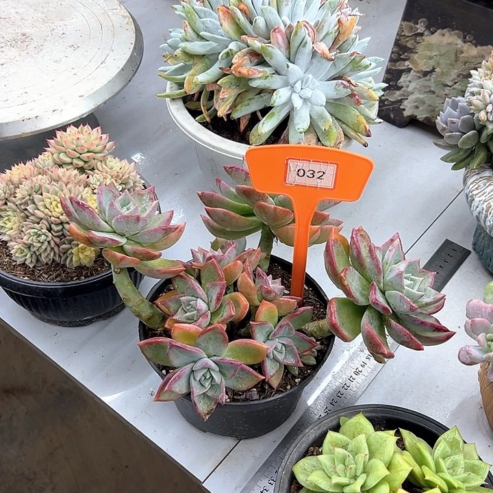 夏***军冰月多肉植物提取032