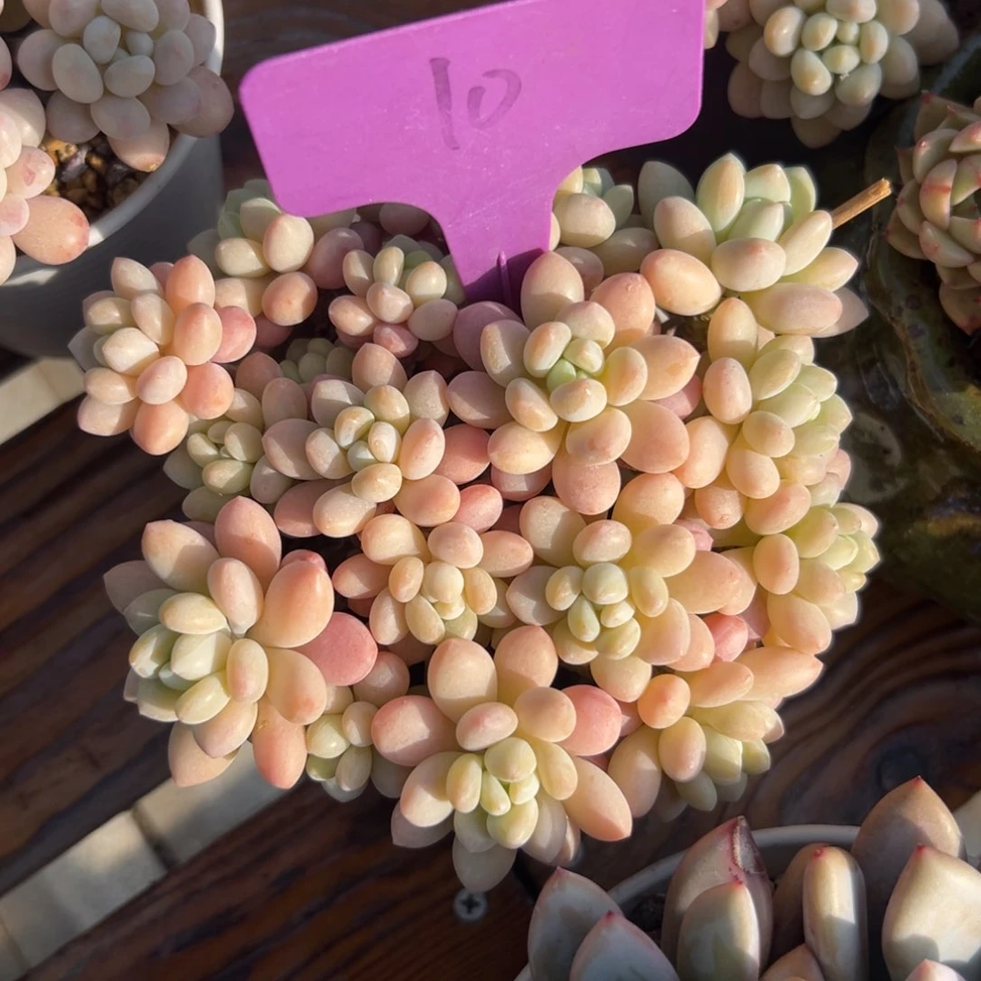 一****9多肉植物一物一拍