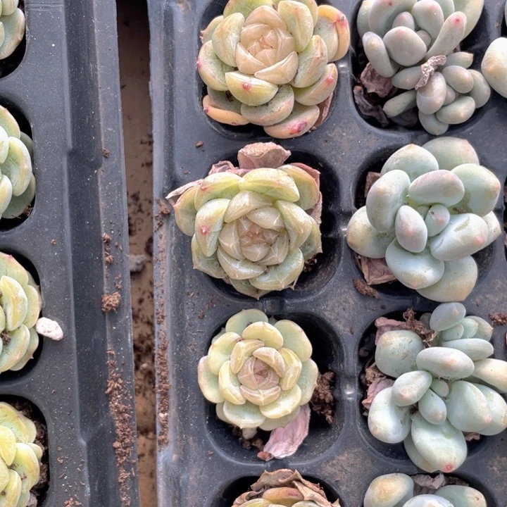 粉恋穴盘3元3颗man 18