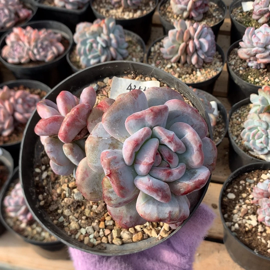 12厘米三头星影石化 肥脸 4354