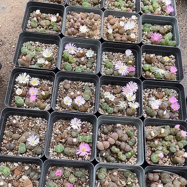 1543编号风铃一盒