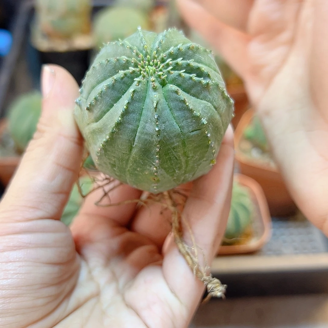 好根泰布4.5公分1颗