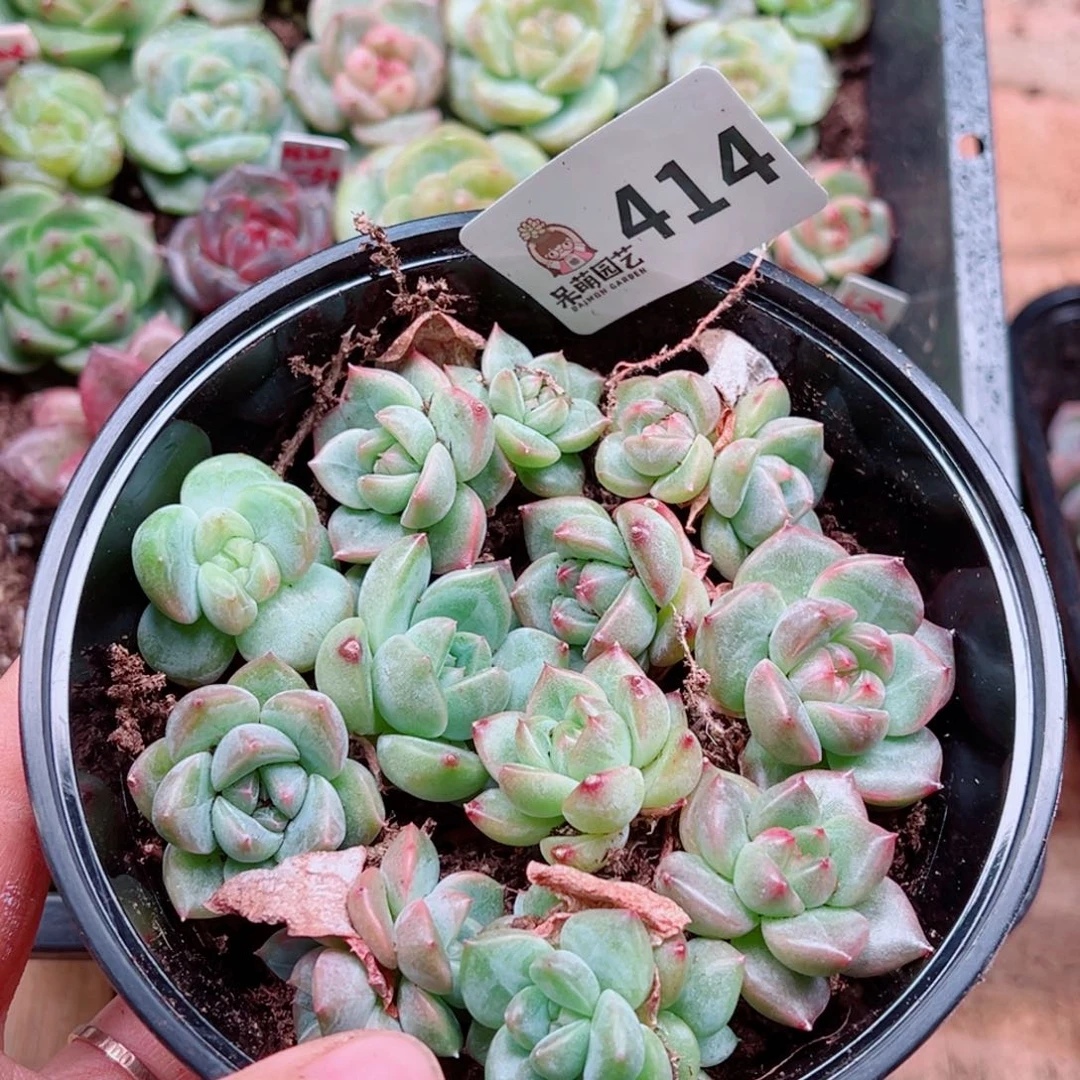 多肉植物多肉植物