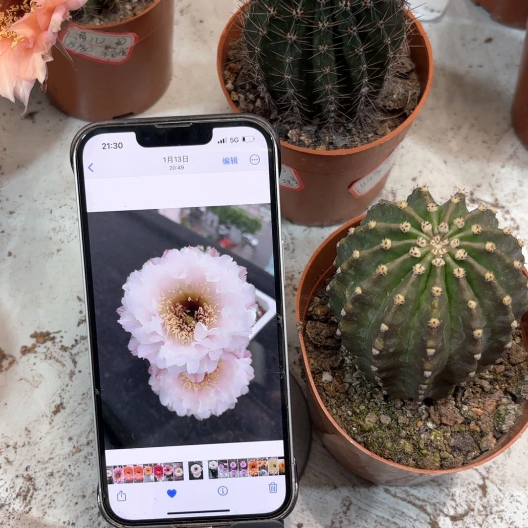 用****莲彩草黑美人6.5公分左右