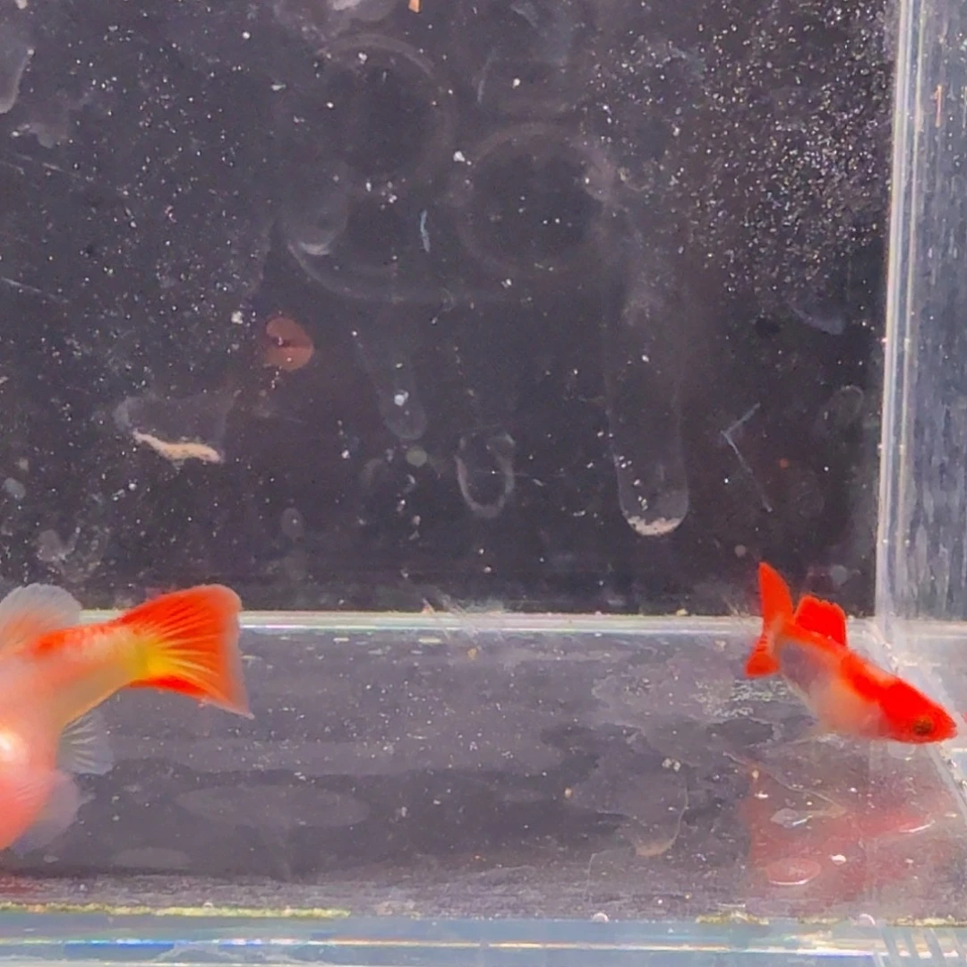 孔雀鱼深海蓝玻璃猫1对