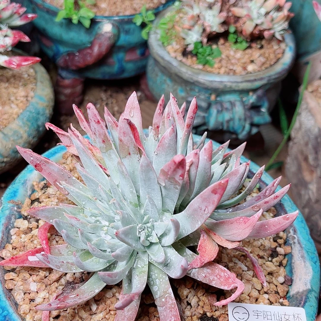 1362刘丹杂交多肉