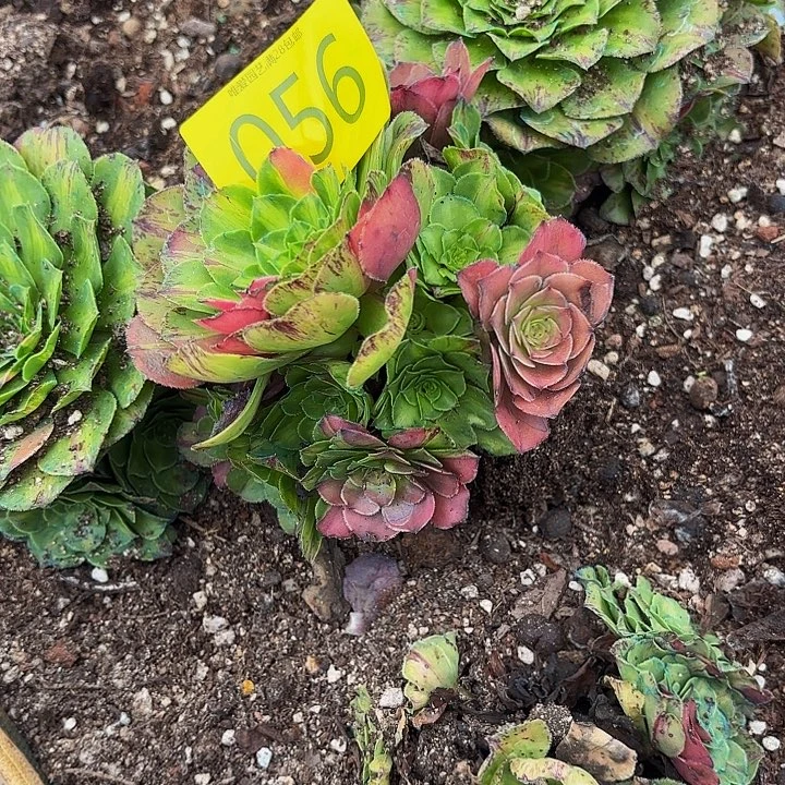 多肉植物福利056个