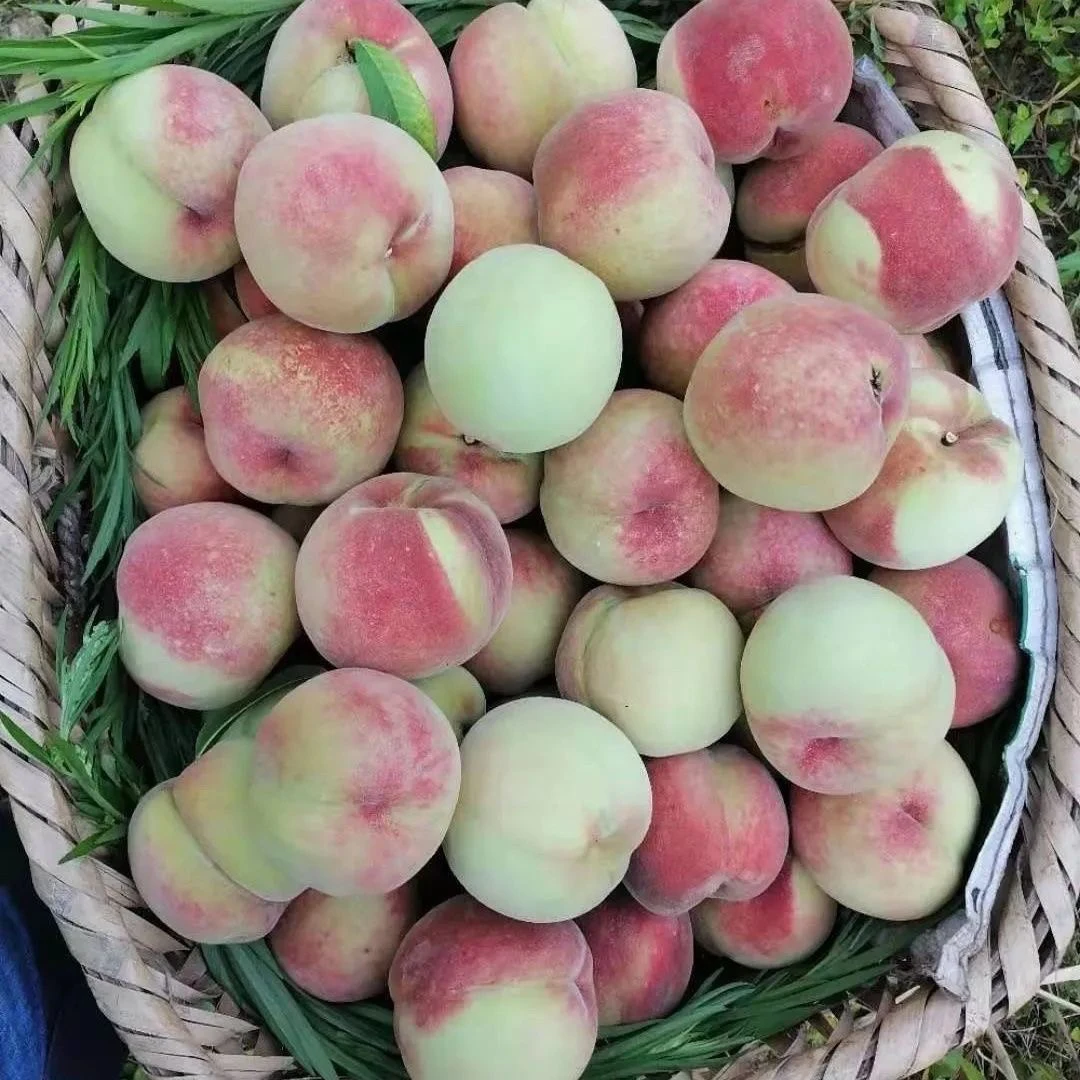 农家自种新鲜冬桃脆甜爽口