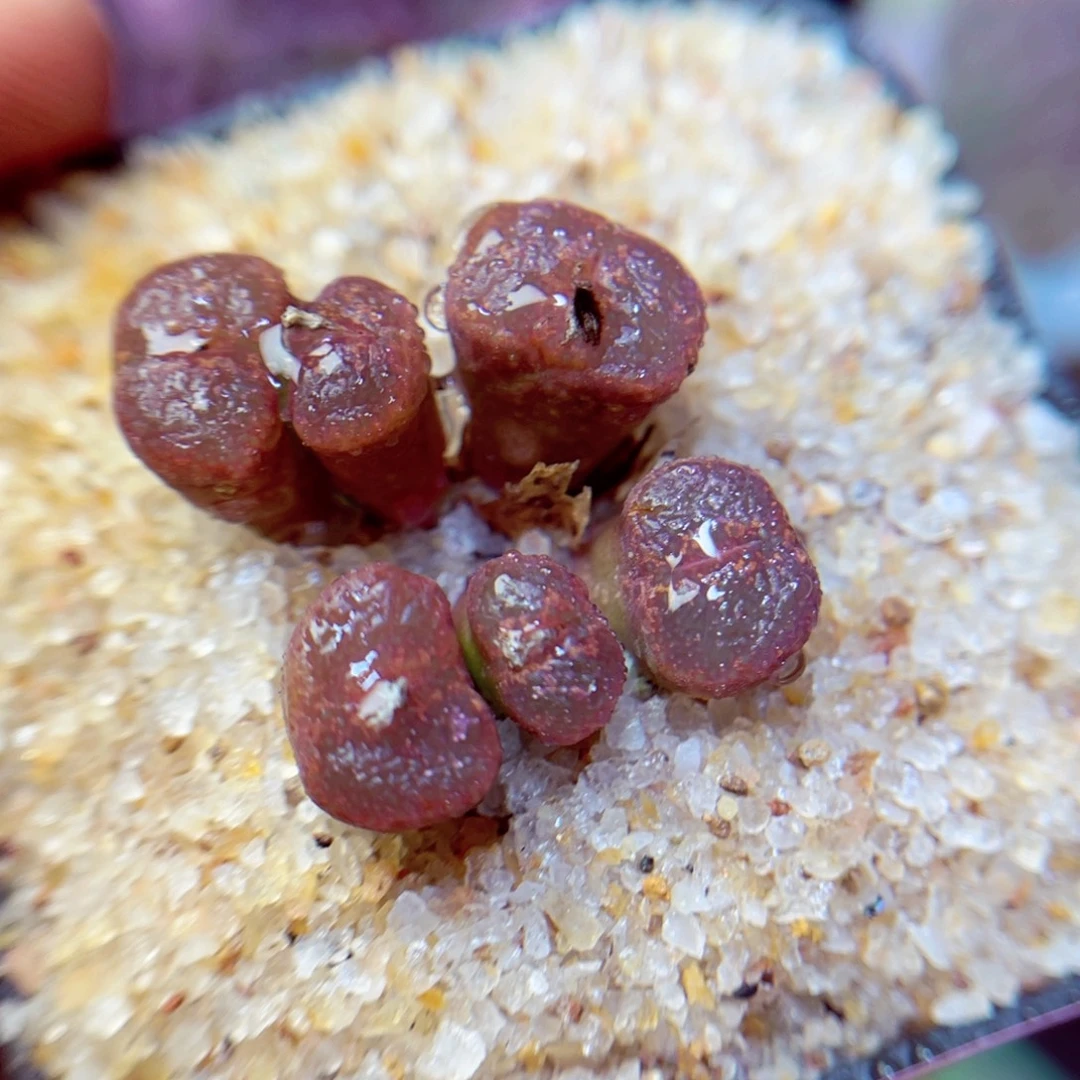 155生石花带盆发1