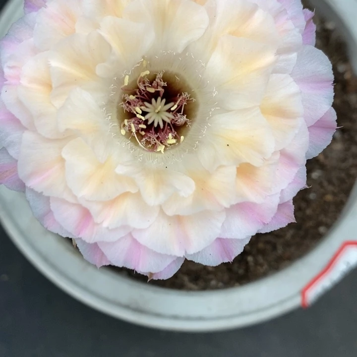 香香仙仙侧芽2-2.5公分左右微瑕