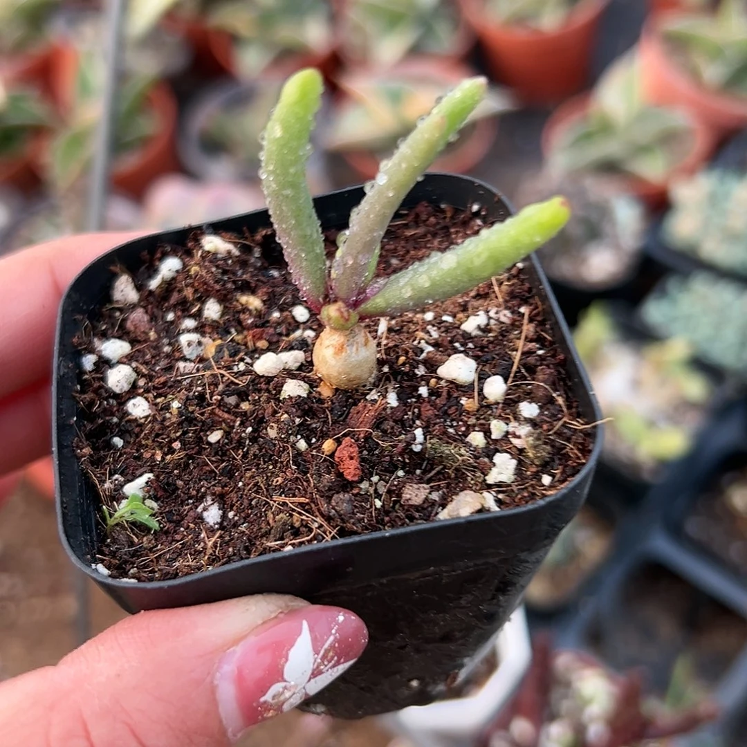 多肉植物淡青霜单头