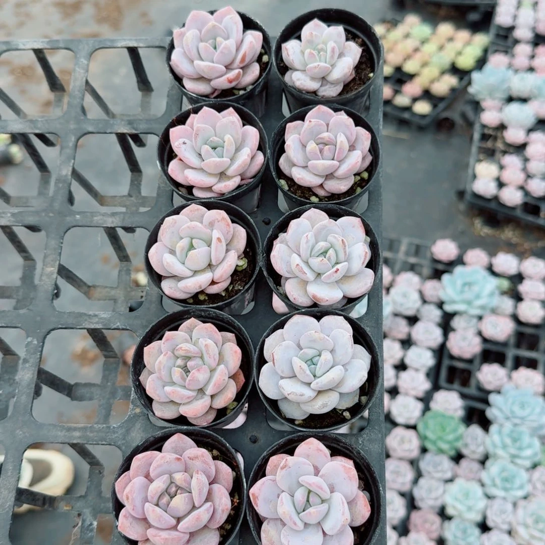 小奶盖十棵量拍9-21