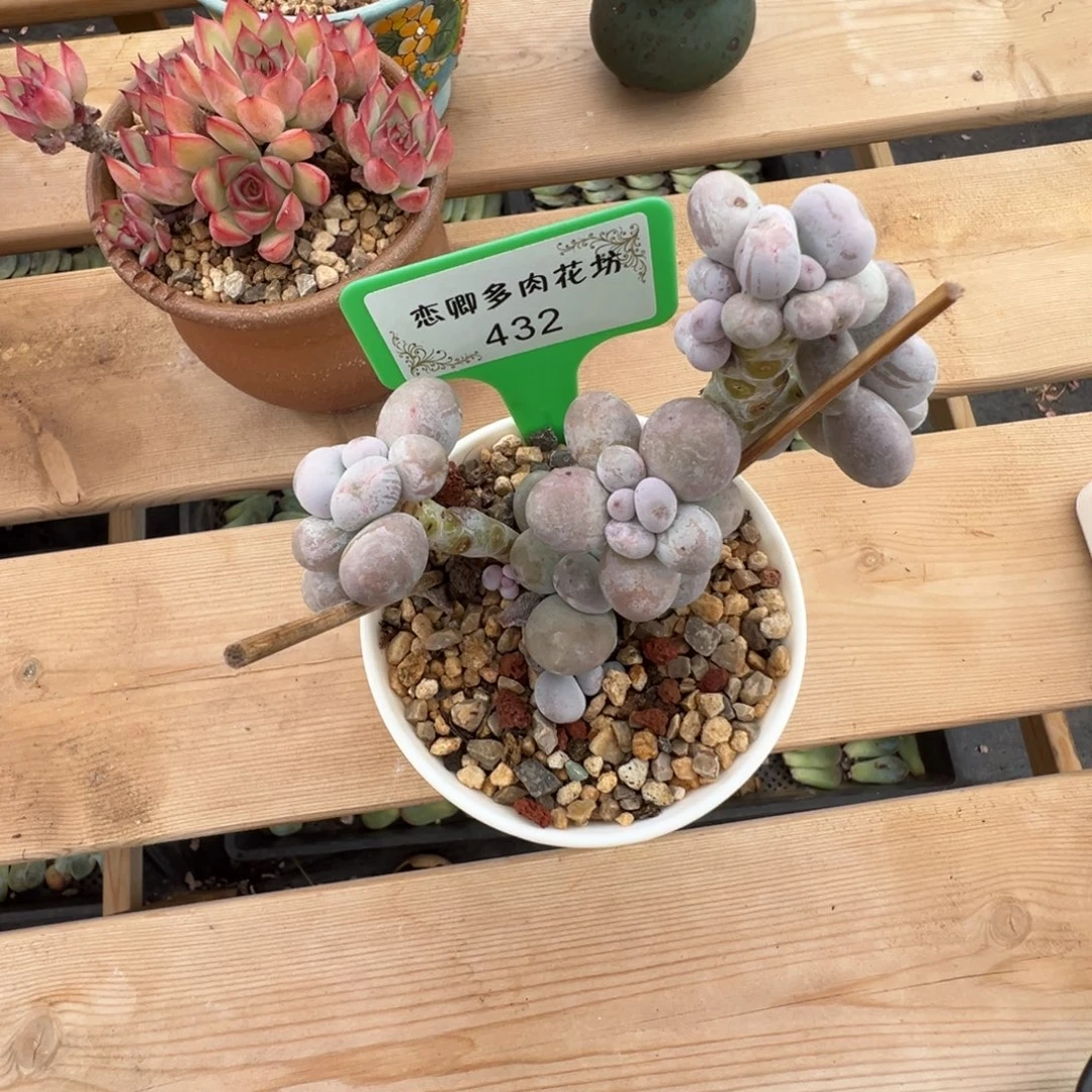 432号因美人奶老桩无砍