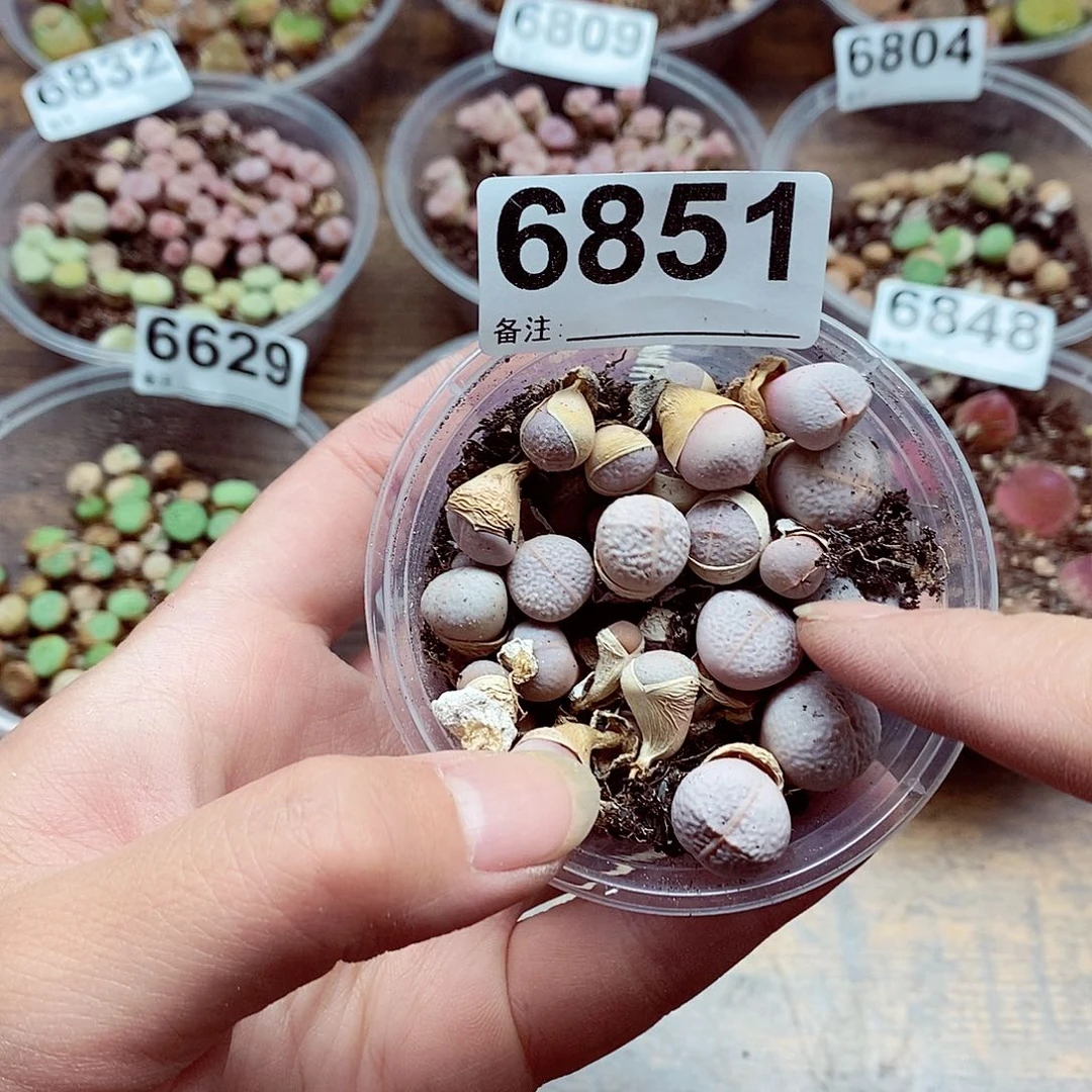 6851高尔夫啊啊啊