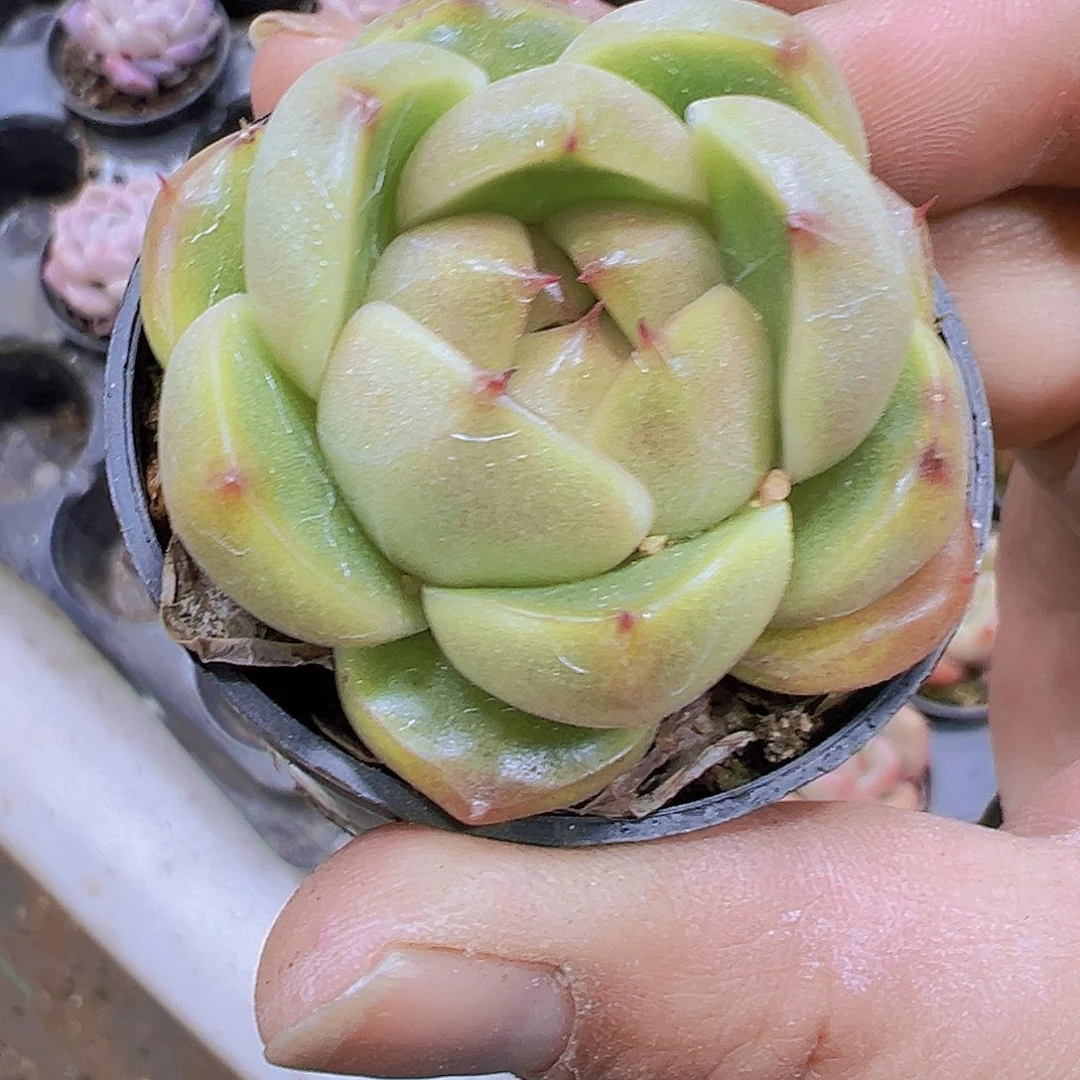 冰冰鬼珍妮带盆带土