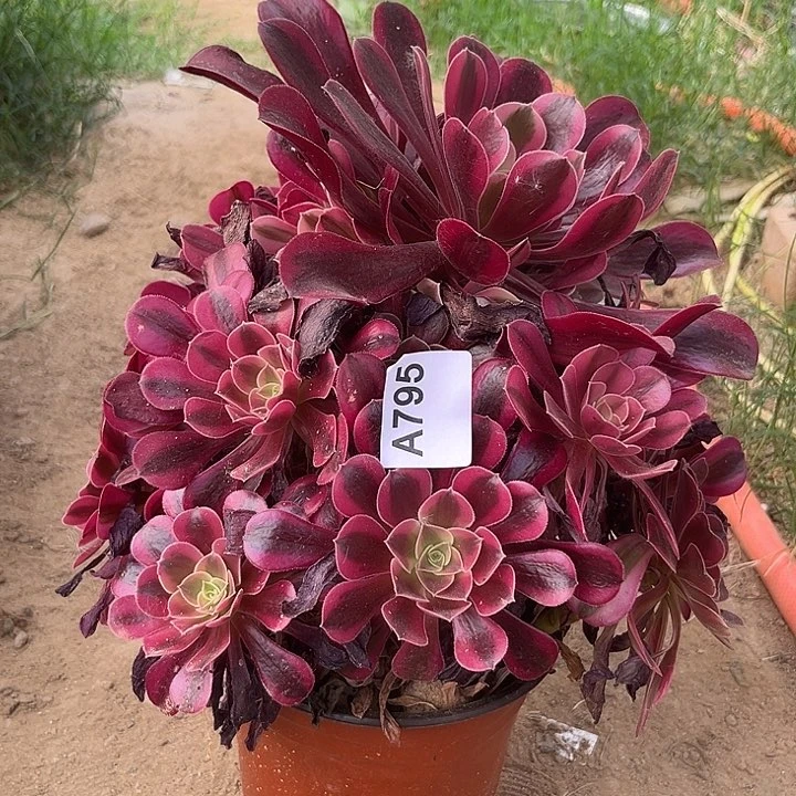 美杜莎多肉值物795