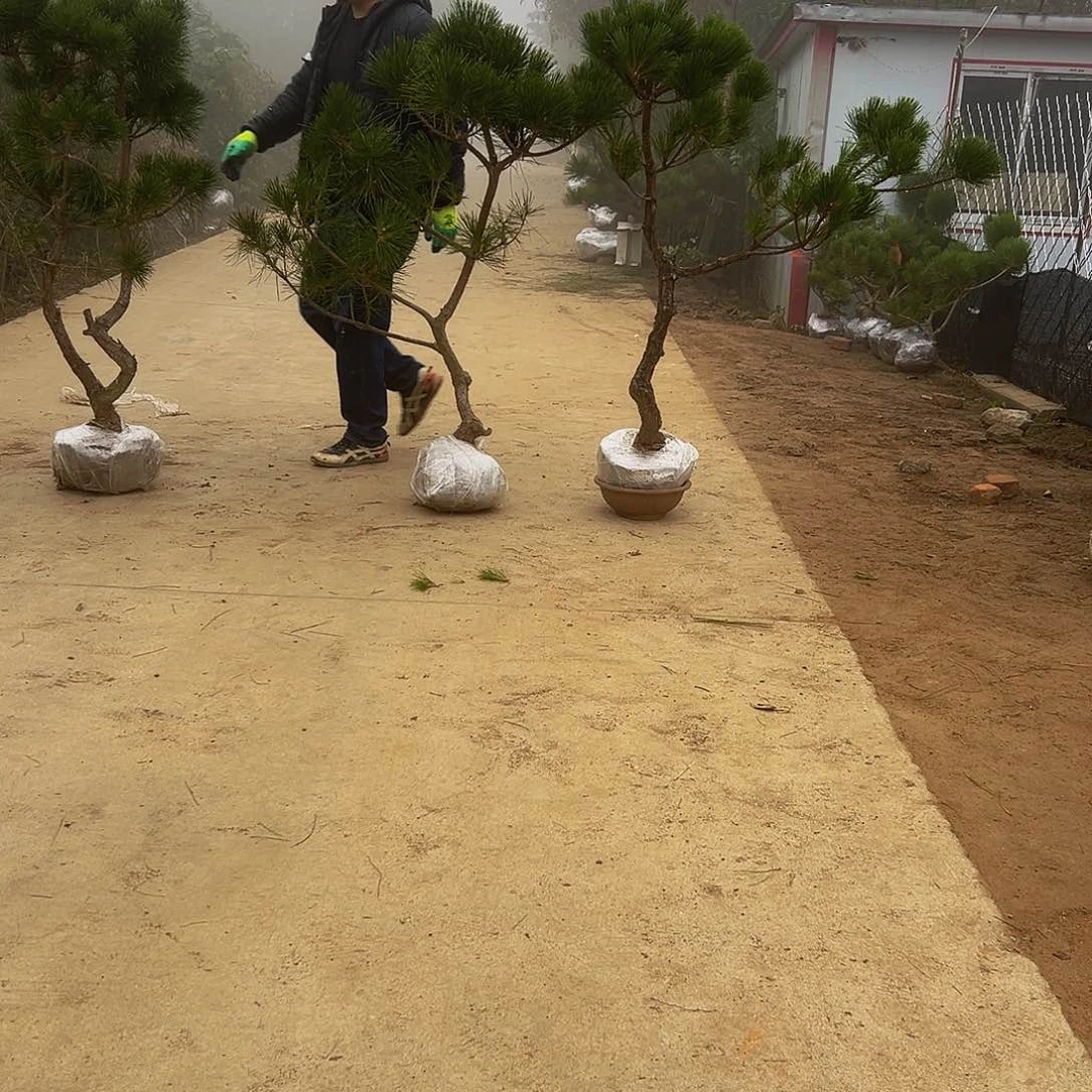 无花朵来**往888888888888