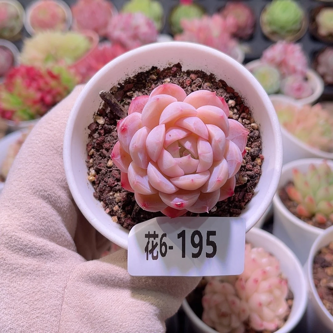 花利美6-195新品