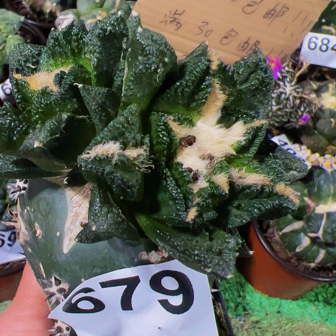 无花朵双头辛顿牡丹679