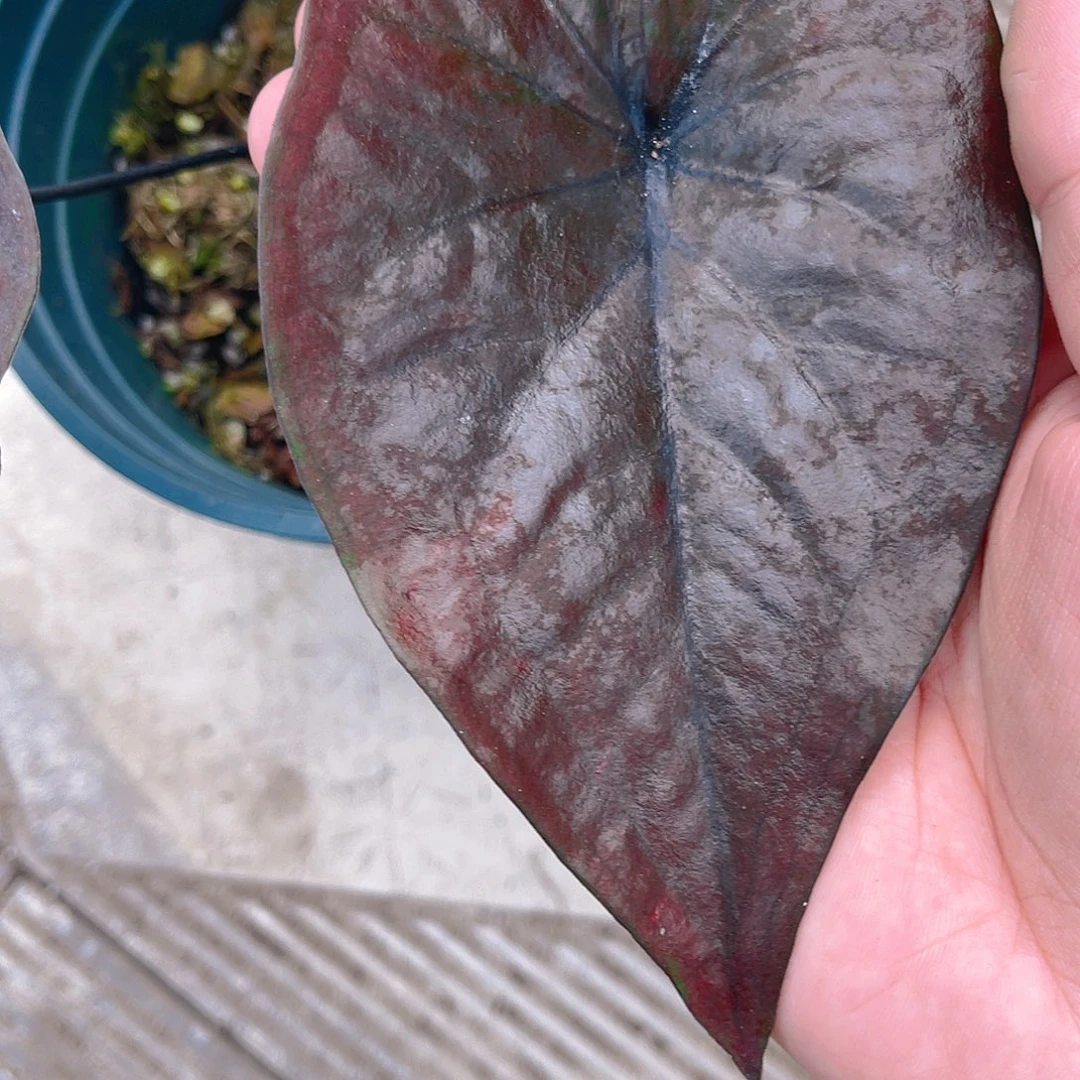 完全开放3648泰彩