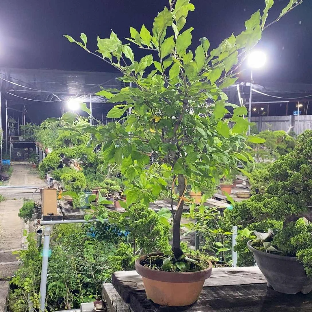 昊***轩无花朵34048老鸦柿