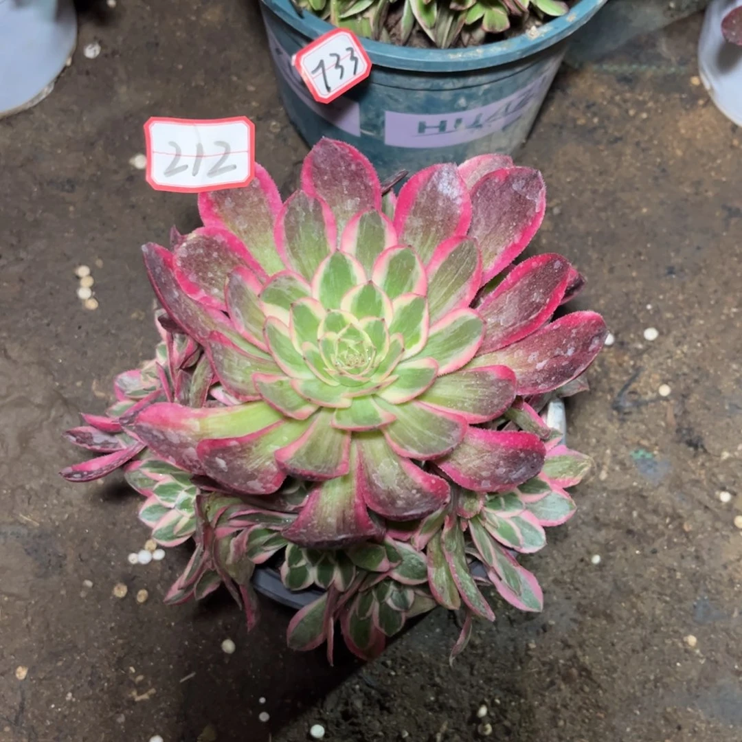 212多肉植物倾城