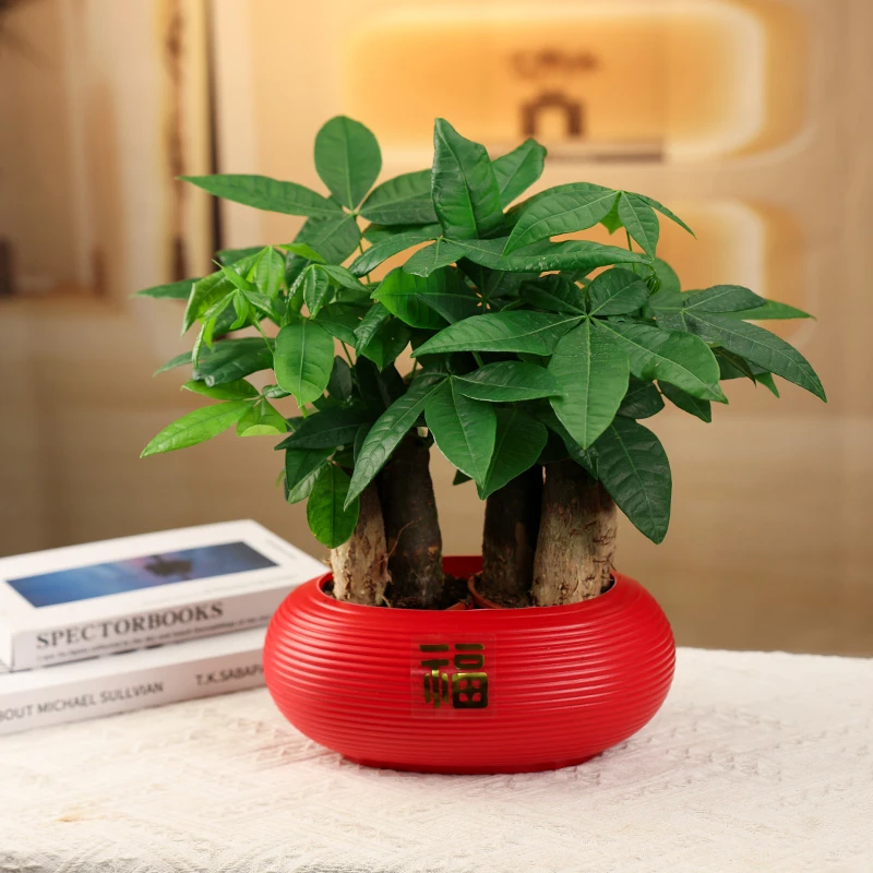 发财树盆栽大植物室内办公室桌面客厅小盆景招财树苗绿植花卉盆栽