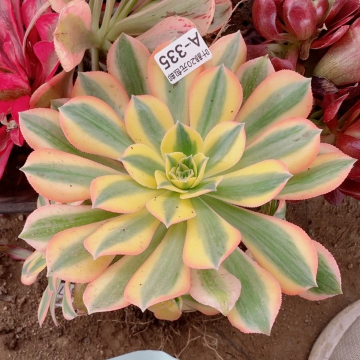 335灿烂多肉1234578