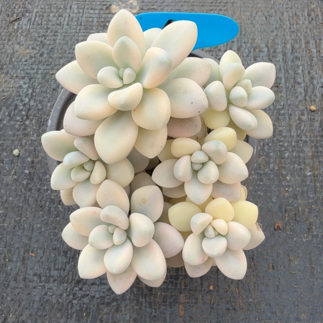 艾伦锦有砍锦上园艺一物一拍