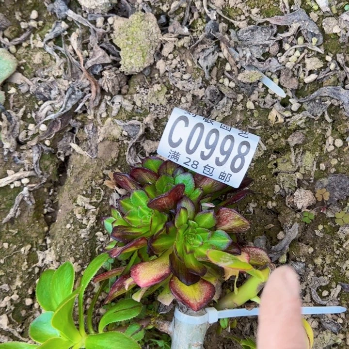 ?****0998砍头多肉植物法师
