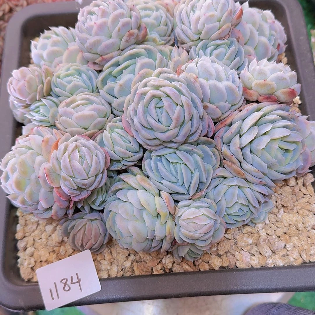 简*爱1184希纳多肉植物