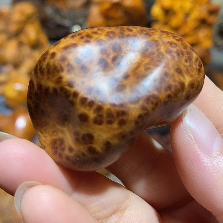 柏木太行崖柏陈化