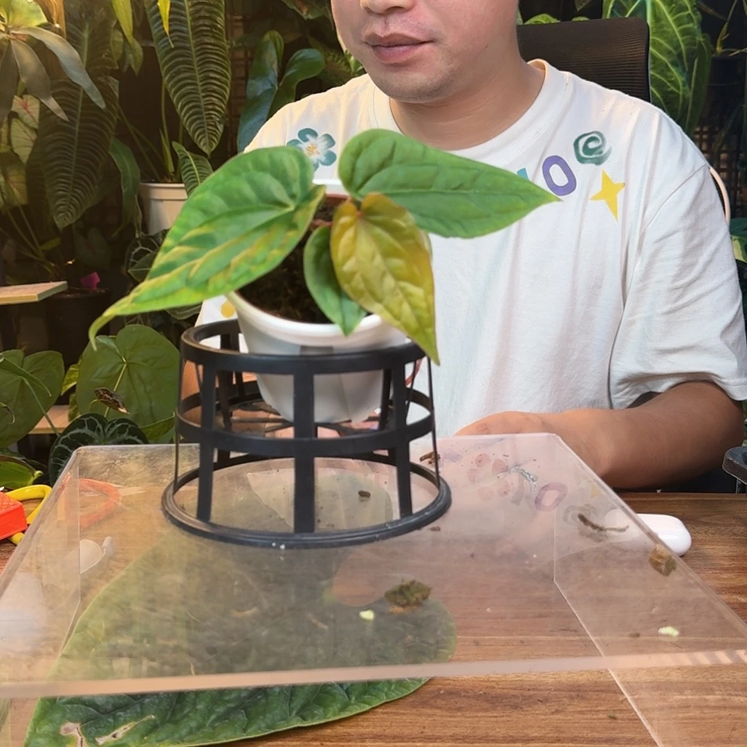 彩***刚无花朵一物一拍B488