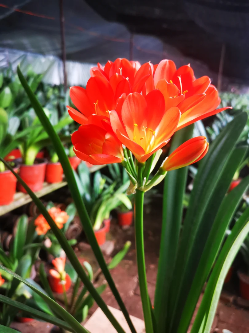 精品君子兰技师油酱短叶（裸根发货）