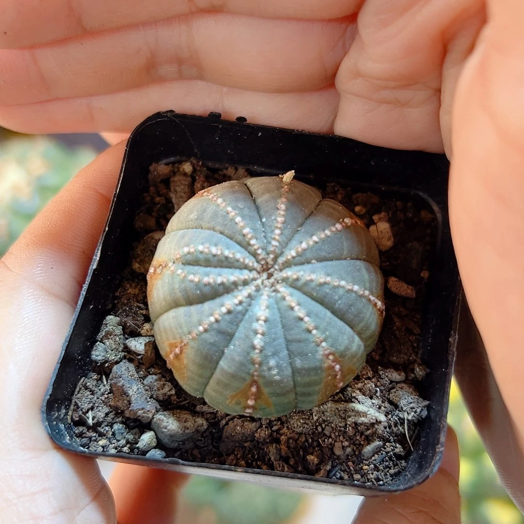 晚7号根芽布纹球带锈3.5公分