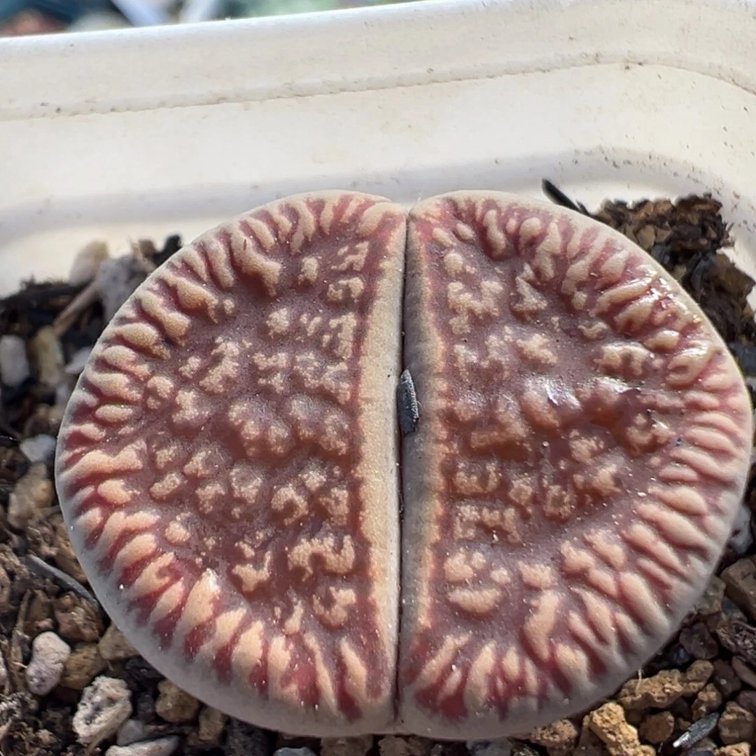 490多肉植物百科植物