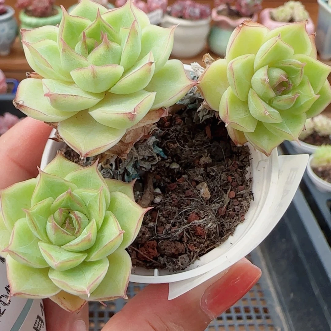 花语逸镜0804-127女王整