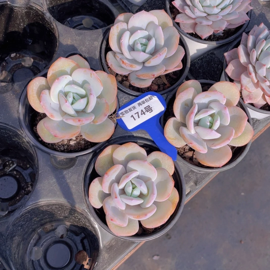 174号韩版奶茶单头一个