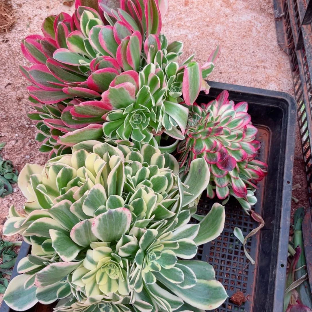 白凤手捧绿豆沙手捧荔枝缀