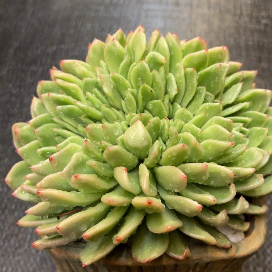 俊**布38868686868686868686