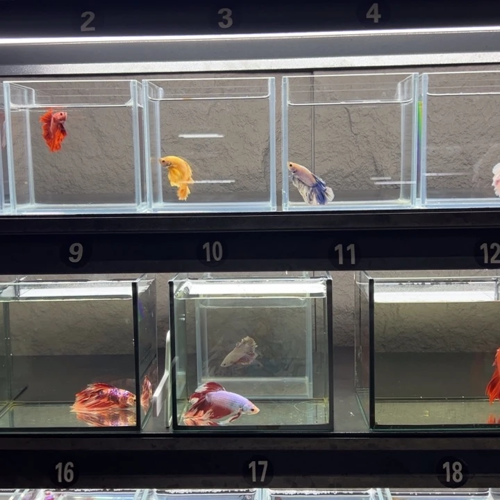 大红袍O*.8.5加大红袍