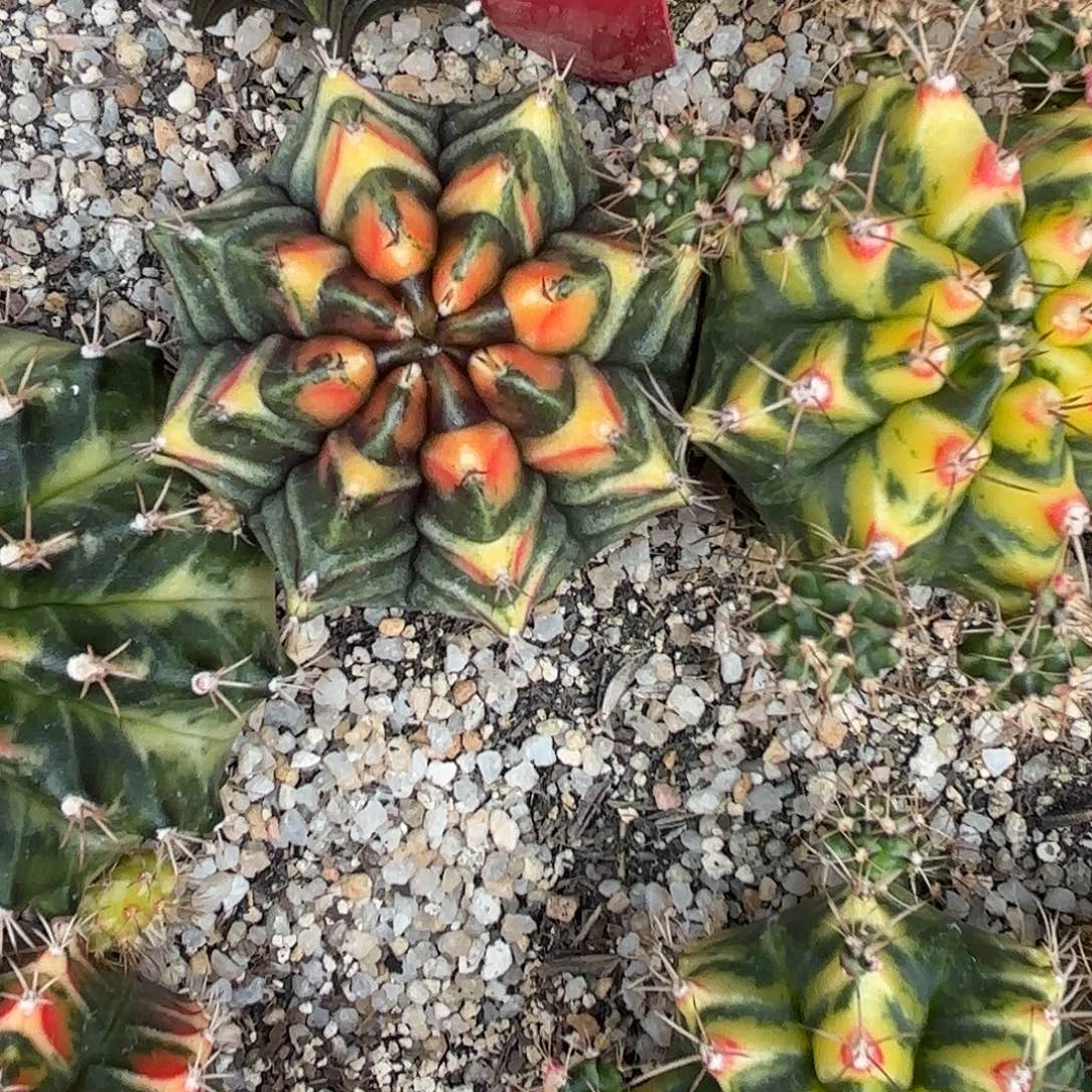 181-1011泰国发货多肉