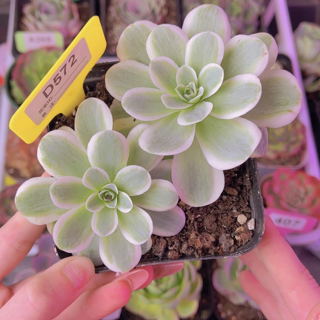 单品一物一拍572号