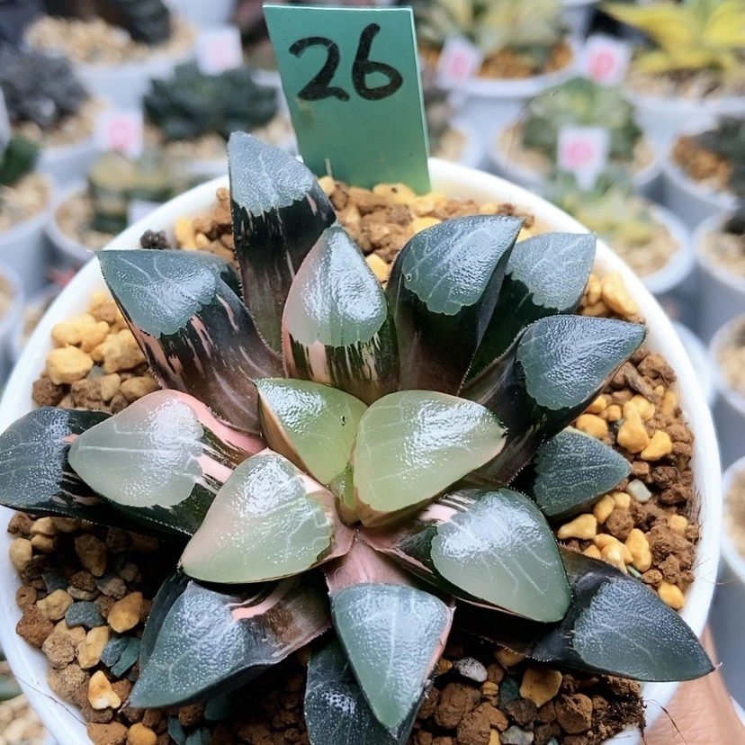 【闪购商品】龙*26丘比特克锦