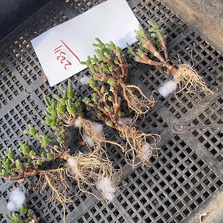 22311。     一颗老桩兔子。