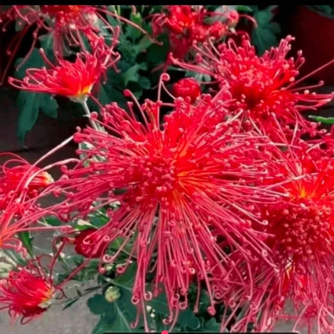 九月大花菊《红线串珠》（带花苞发货）菊花大苗 开花漂亮