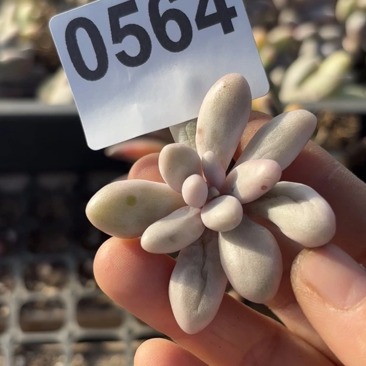 头盖锦多肉植物满18包邮当场凑单