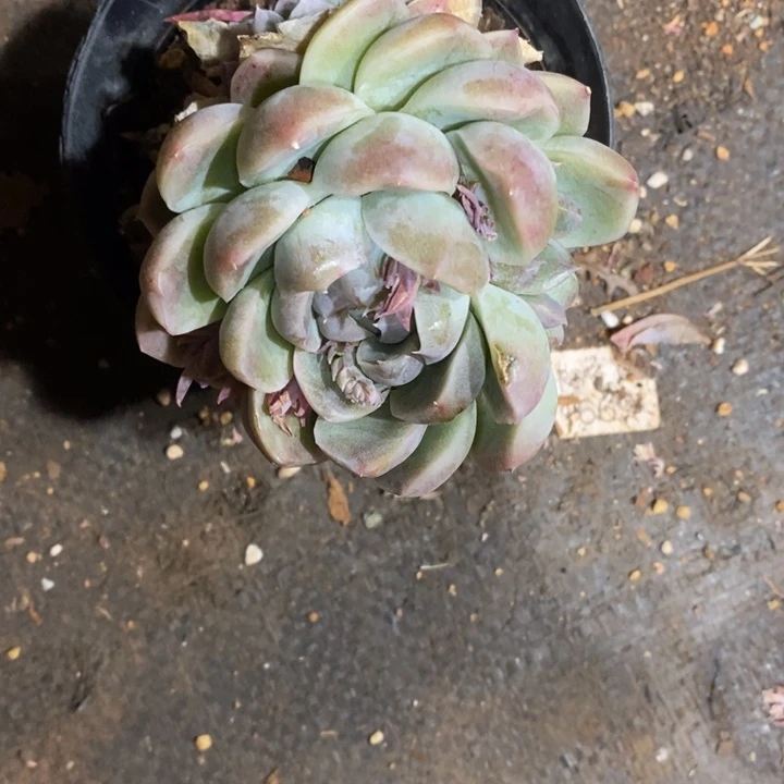 陆*子精品多肉植物2429