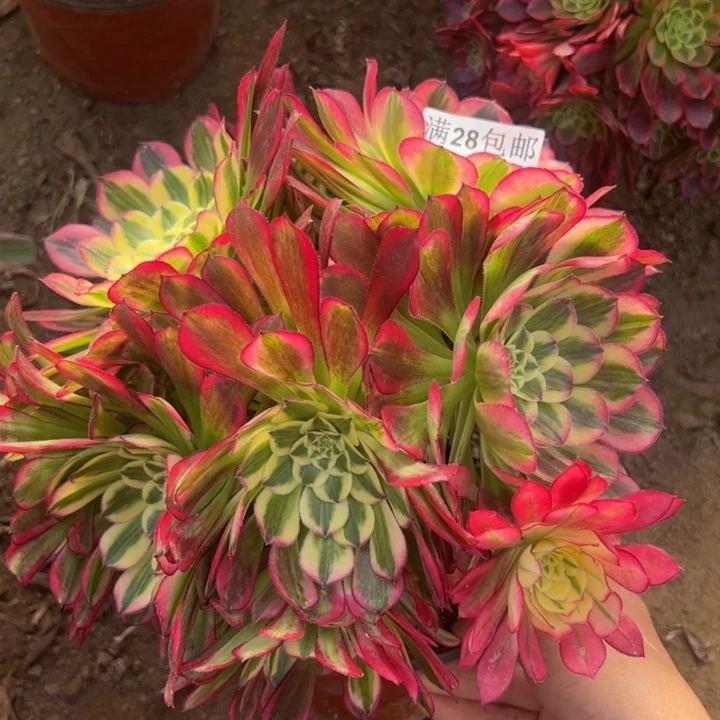 3394天和多肉植物